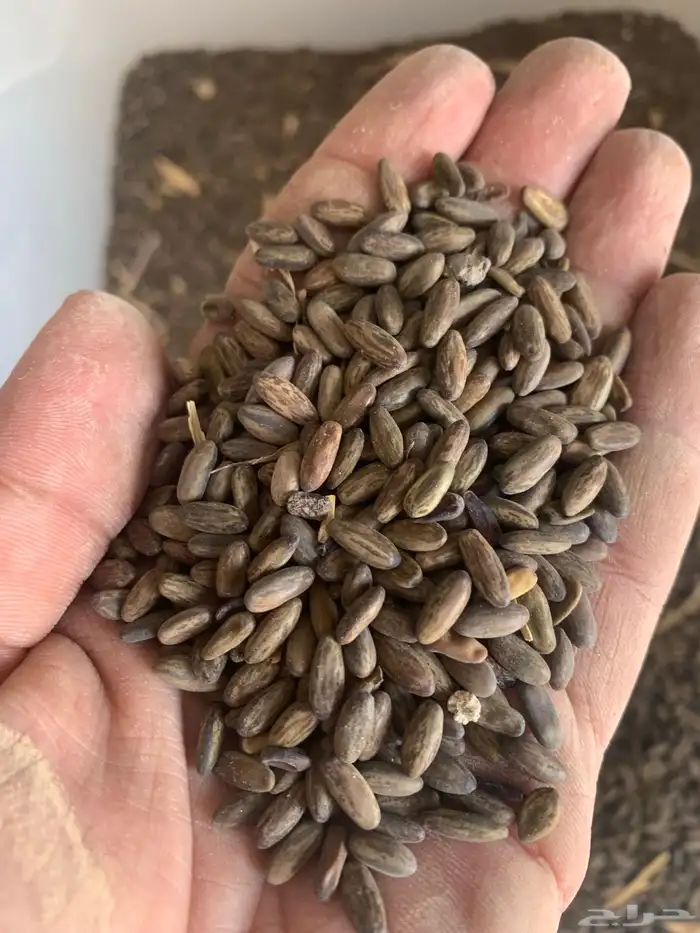 بذور البركنسونيا 2