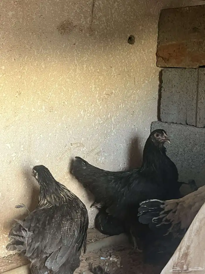 دجاج برهام 3