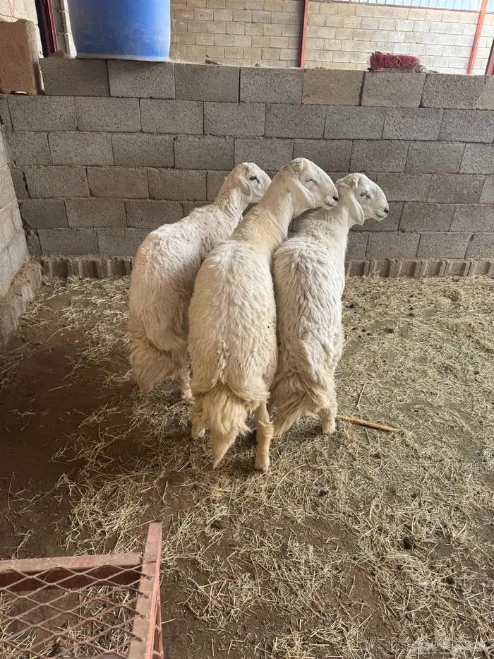 خرفااان جبر ناااهي مكسرات الصحون كفو 2