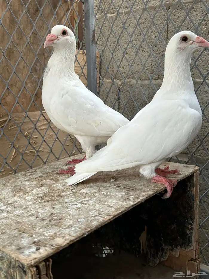حمام للبيع 3