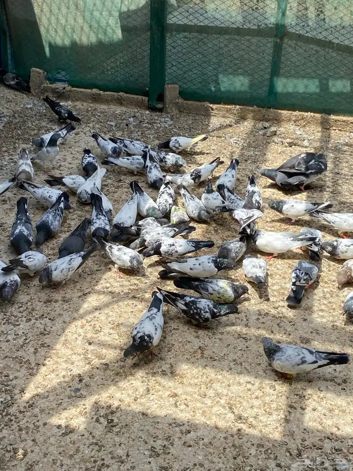 حمام مشكل للبيع 3