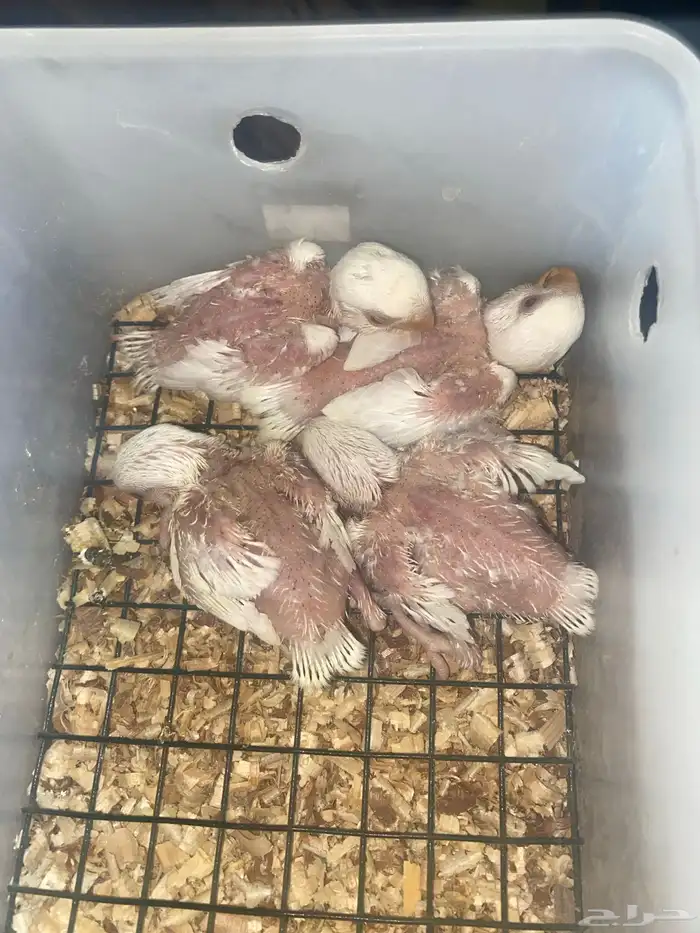 4 فروخ روز البينو عيون حمر 1