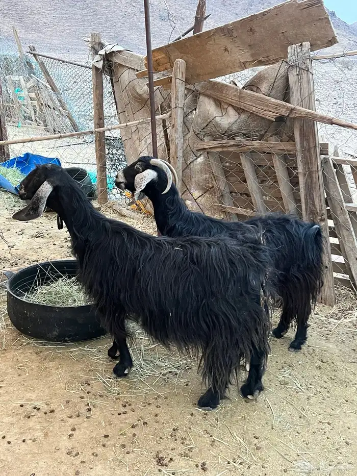 معزاء مضاريع ونعجه 9