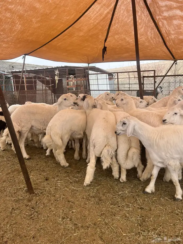 ياهل الزين ياهل الجبر الناهي طليان جبره 2