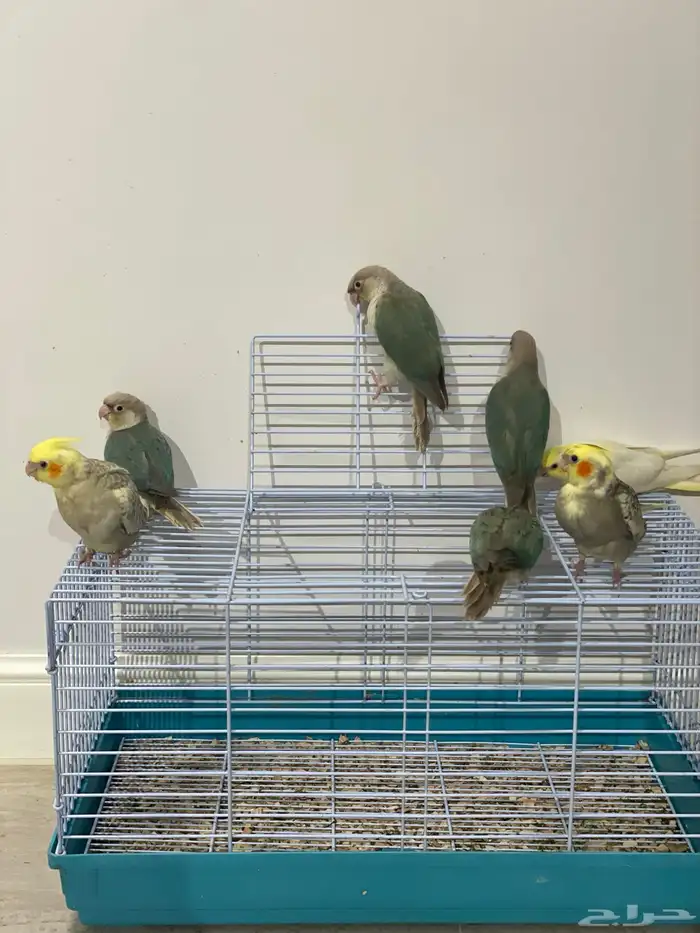 فروخ كروان وكنيور تركواز(تم البيع) 12