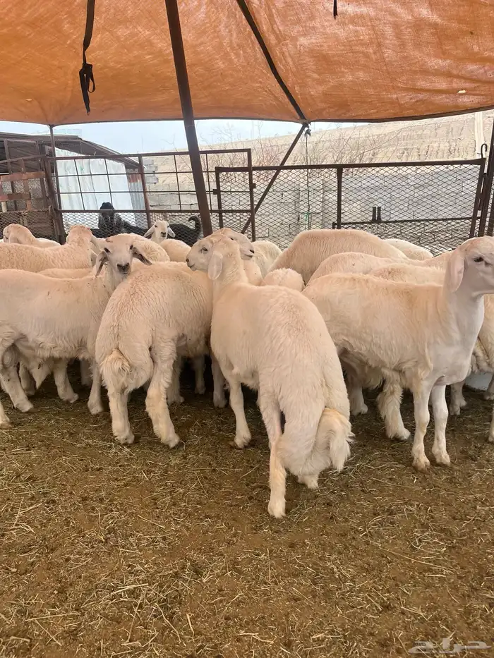 ياهل الزين ياهل الجبر الناهي طليان جبره 10