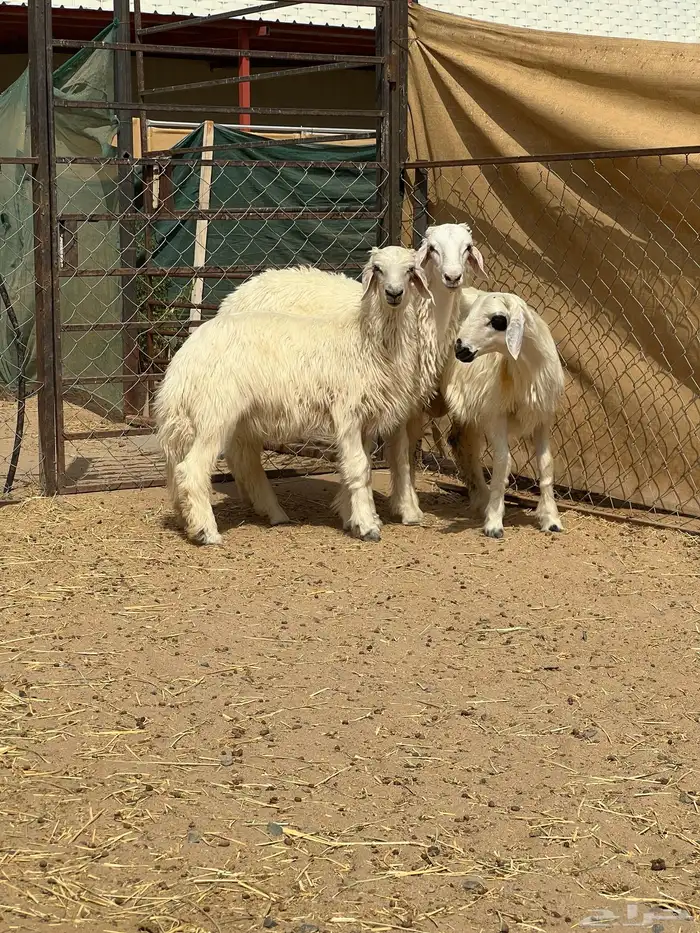 ثلاث خرفان صفر فل الفل ( تم البيع) 0