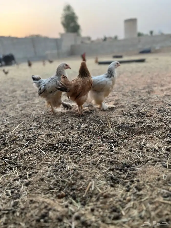 براهما للبيع العمر تقريبن شهرين وانص 0