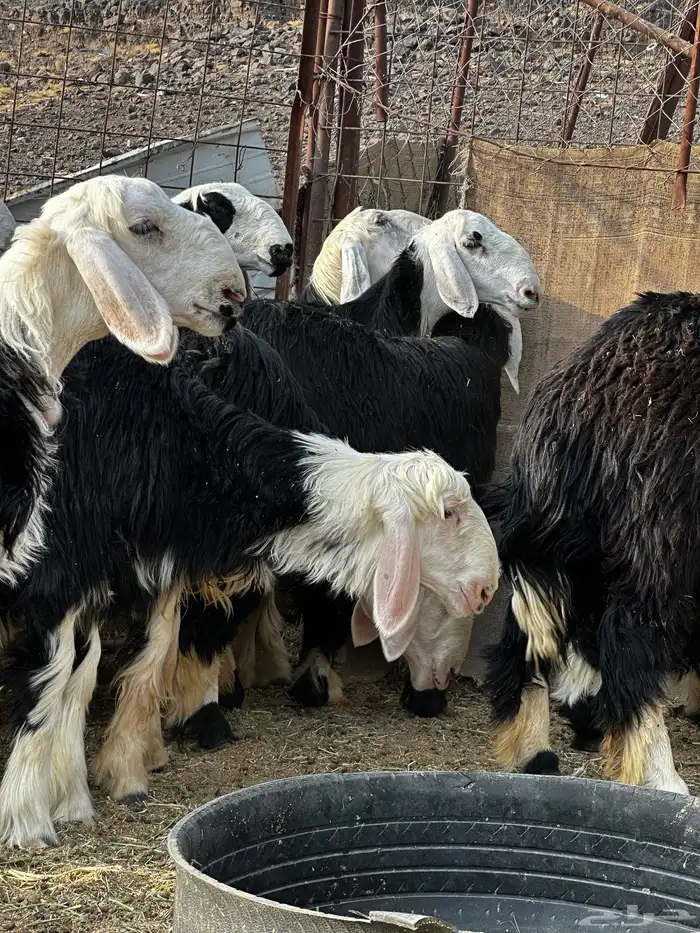 رخال نجد صنف 2