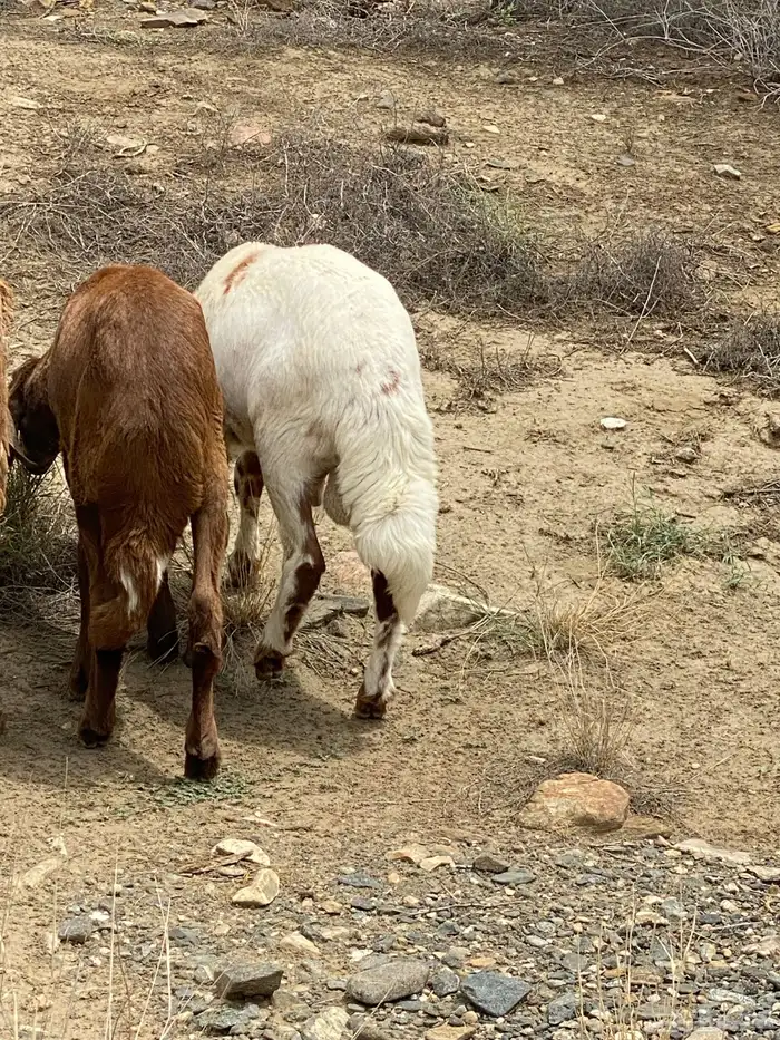 خرفان طيبة ونظيفة 7