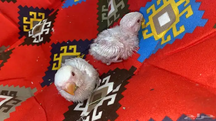 فروخين روز البينو عيون احمر 2