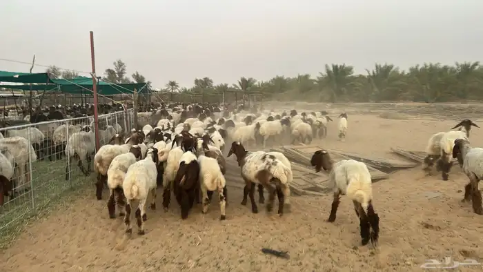 جذعات 1