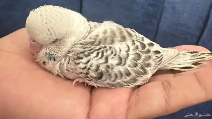 فروخ بادجي غر 50