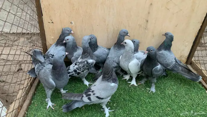 حمام تركي 7