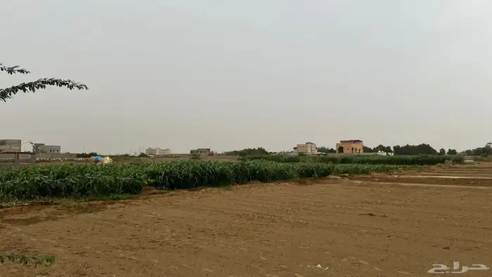 قصب 4