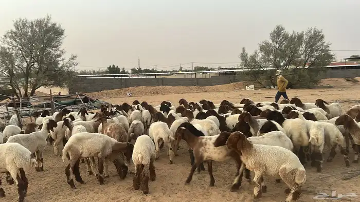 جذعات 2