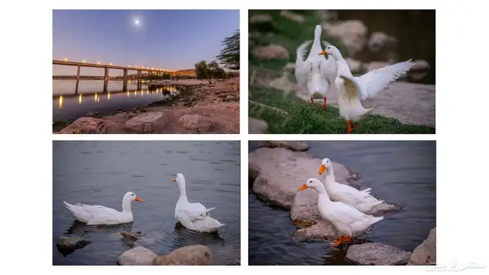 مصور فوتوغرافي بأفضل الأسعار 8