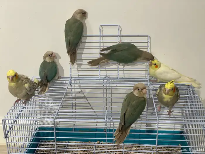 فروخ كروان وكنيور تركواز(تم البيع) 13