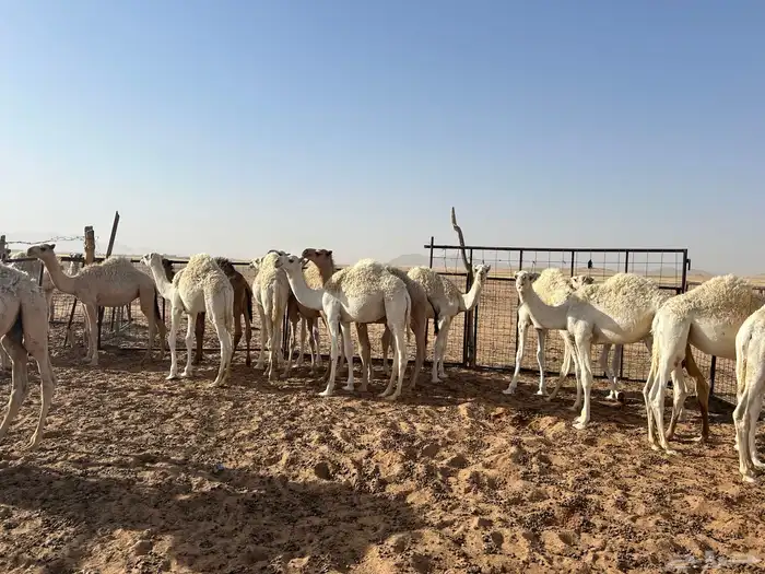 حشو للبيع 1