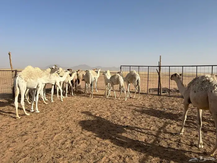حشو للبيع 3