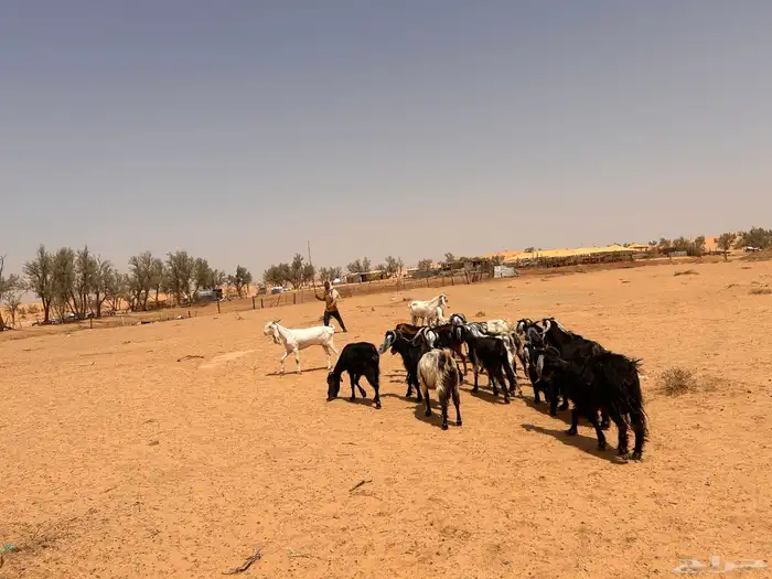 ماعز 1