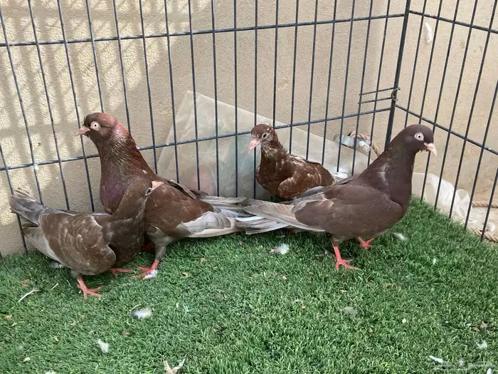 جوز قطايف حمر 2