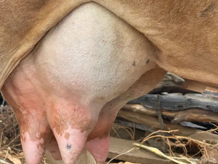 بقره فاخر 4