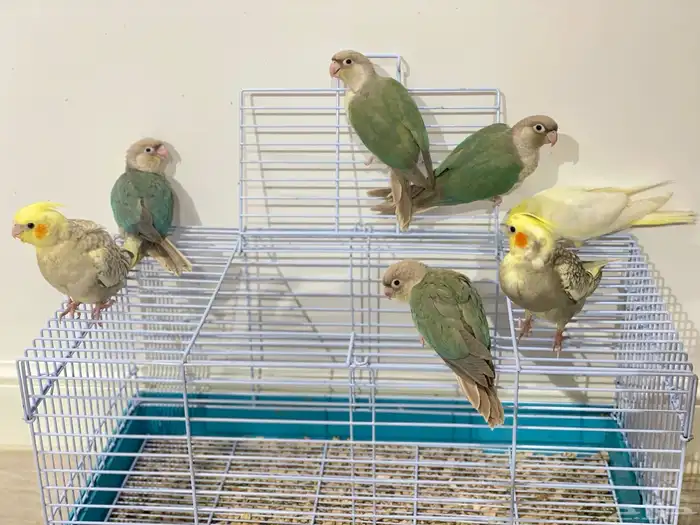 فروخ كروان وكنيور تركواز(تم البيع) 11