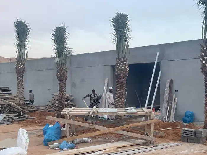 نخل واشنطوني للبيع 10