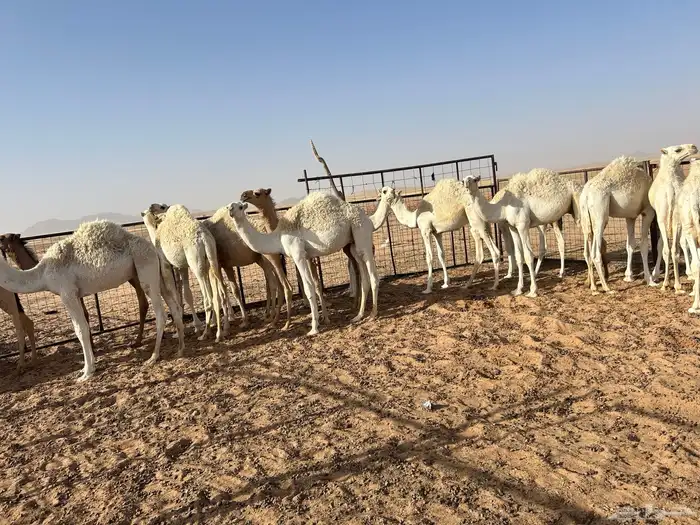 حشو للبيع 2