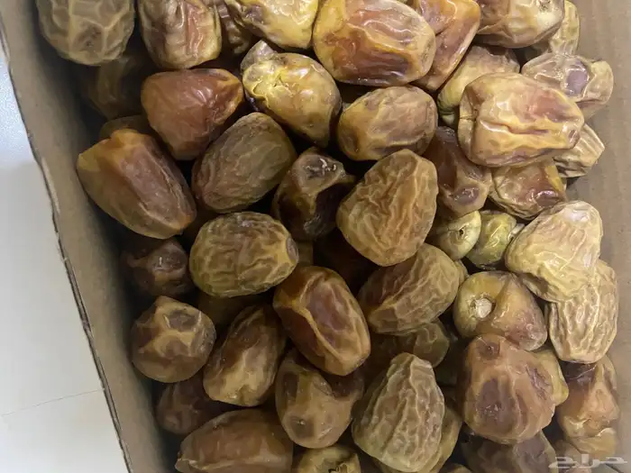 ( سكري مفتول و مجدول ) ( الوزن اكثر من كيلو ) موسم المدينة 0