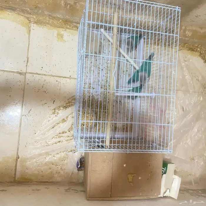 روز فيشر زوجين اثنين اناث ثنين ذكور كلهم منتجين البيع مستعجل 9