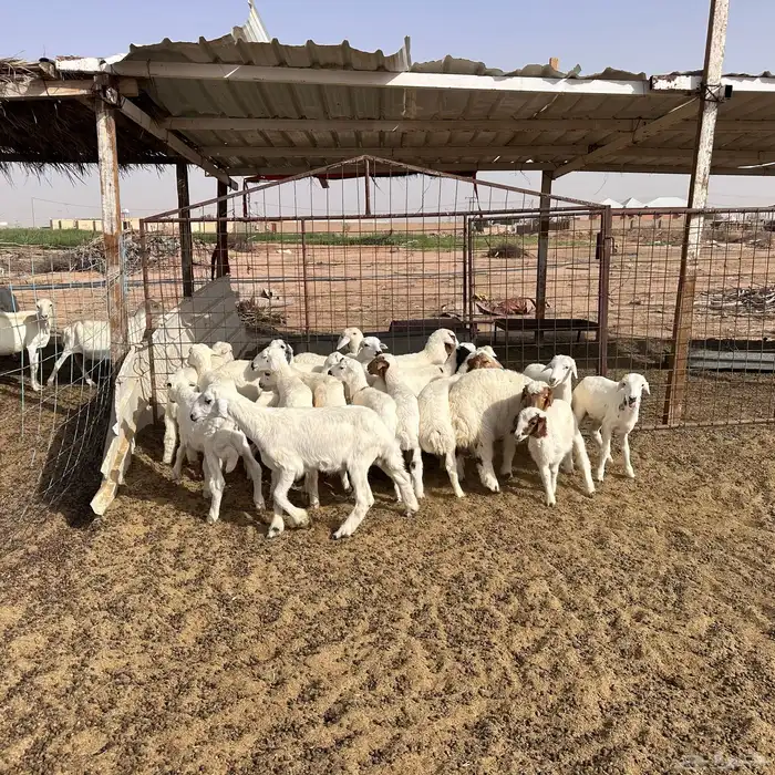 للبيع بهم مهاجين بين حري ورفد 1