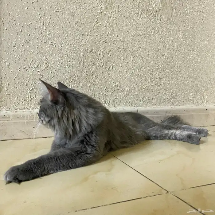قطوه للبيع ومعه بيت ومستلزماته 8