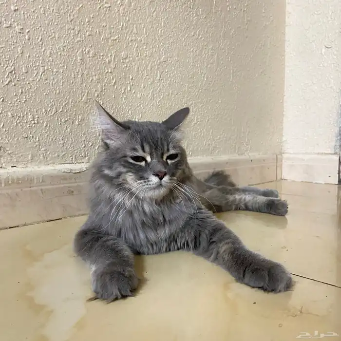 قطوه للبيع ومعه بيت ومستلزماته 7