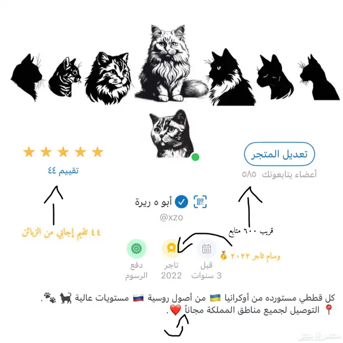 قطط سكوتش مستوردين من أوكرانيا من أصول روسية جامبو 8