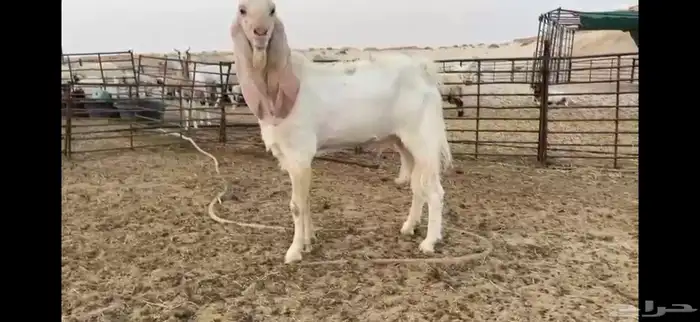 للبيع تيس مطور نادر رباع 10