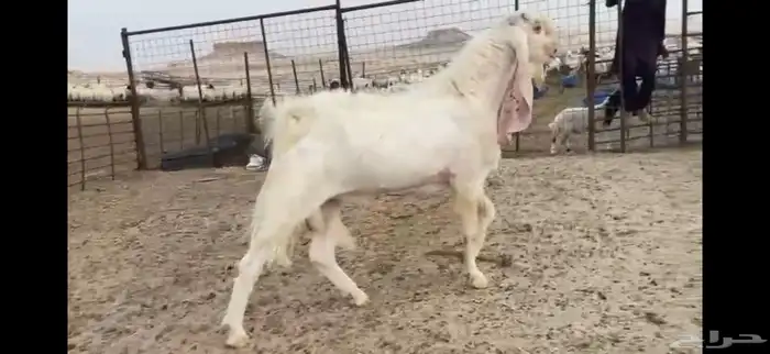 للبيع تيس مطور نادر رباع 3