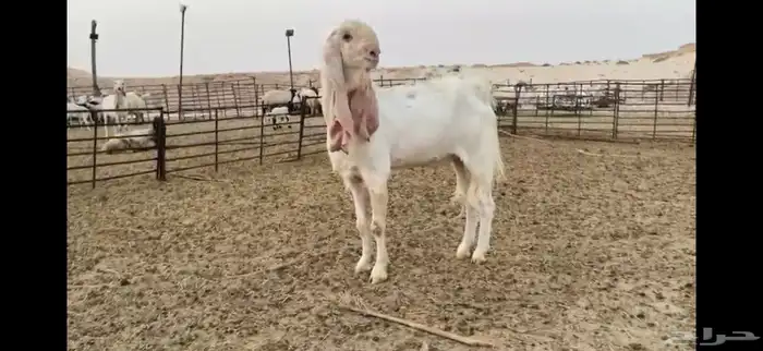 للبيع تيس مطور نادر رباع 1