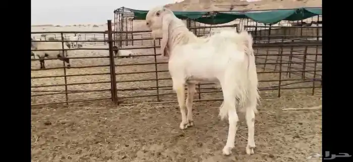 للبيع تيس مطور نادر رباع 7