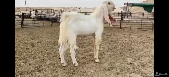 للبيع تيس مطور نادر رباع 13