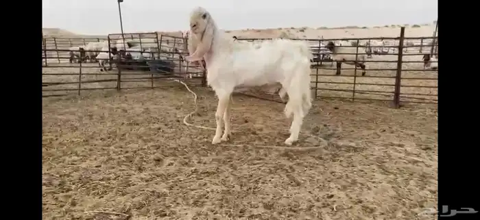 للبيع تيس مطور نادر رباع 12