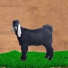 ذبايح 0