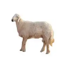 غنم 2