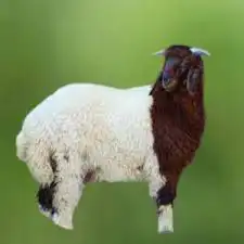 غنم 1