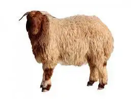 غنم 3