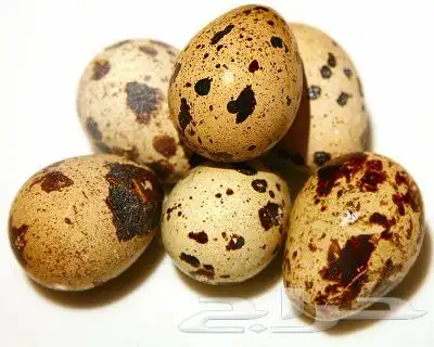 بيض سمان 0