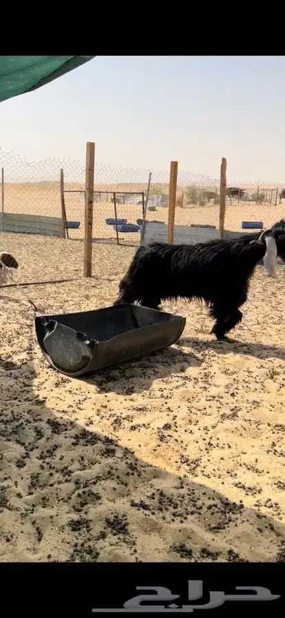 تيوس قريع ثنيا 2