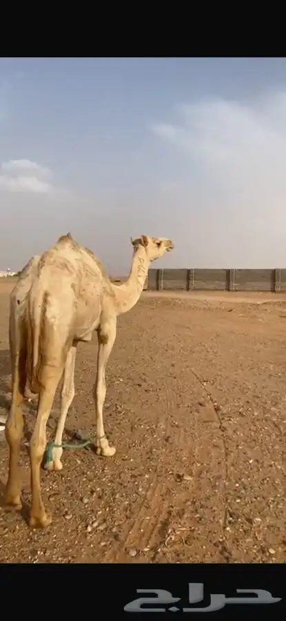 قعود حر 3