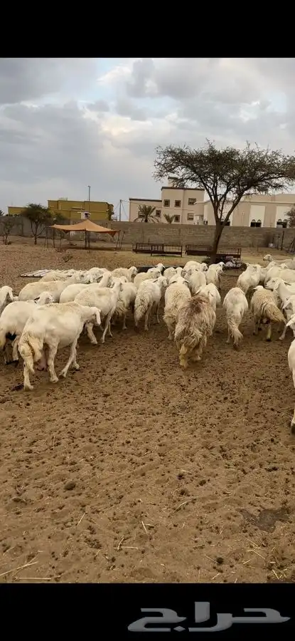 غنم متابيع ودفيع 0
